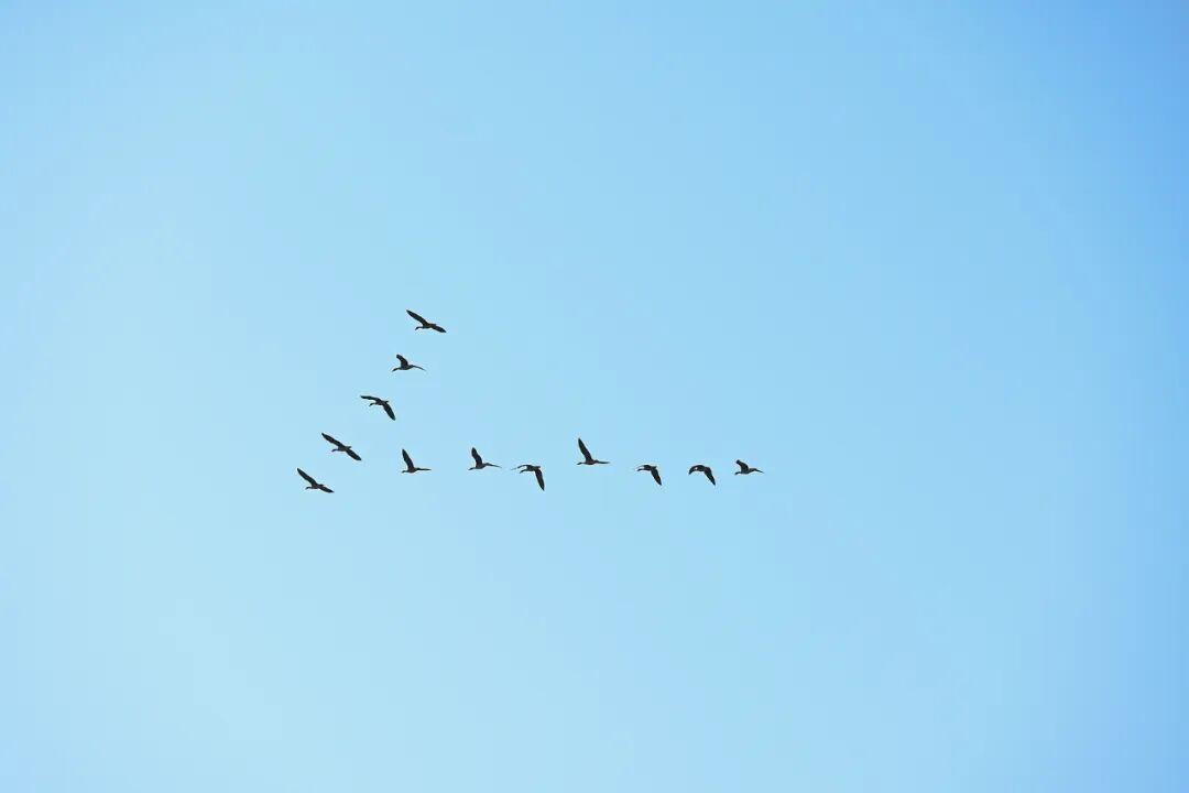 2025年中国经济出口超预期：现象解析与未来展望