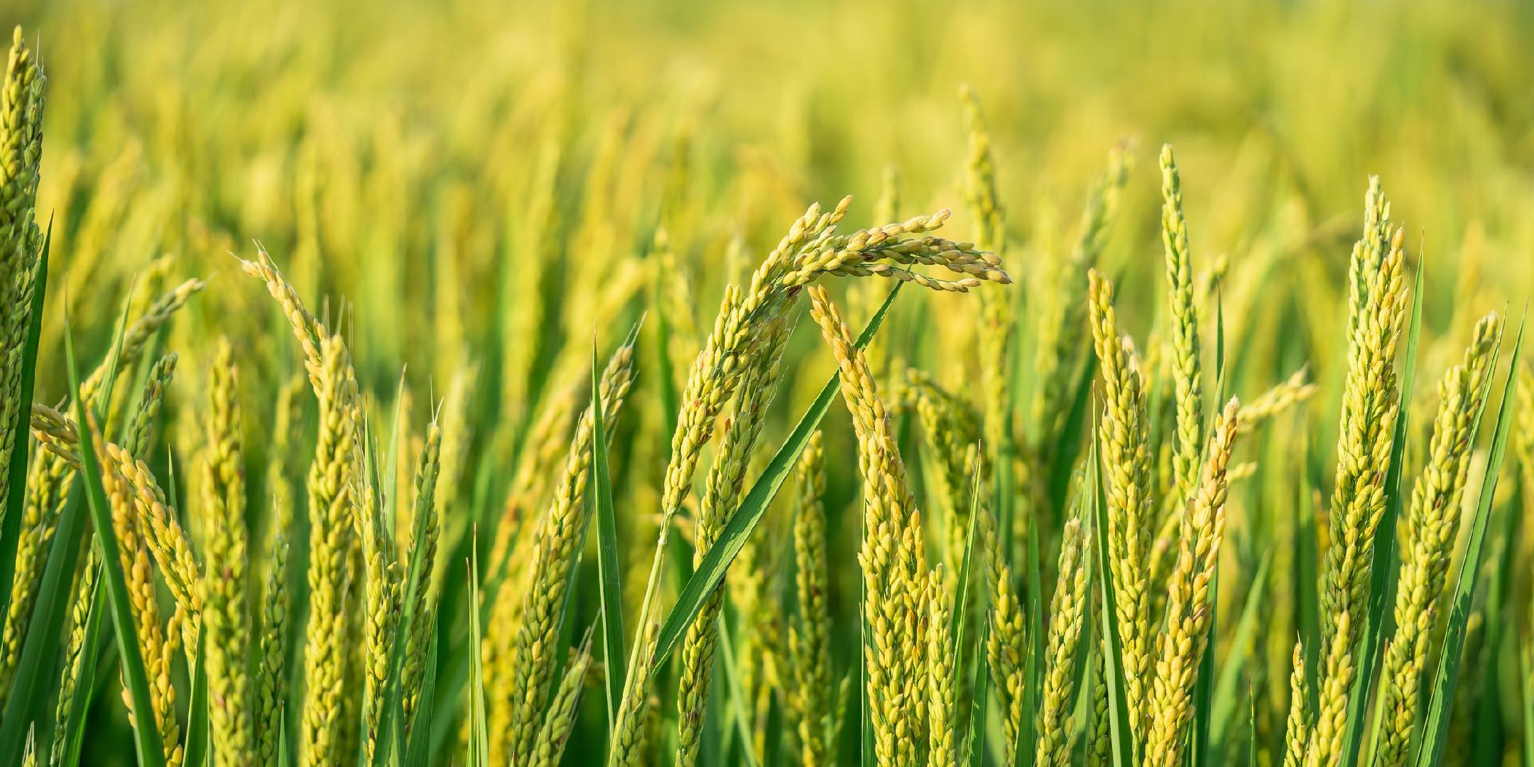 禾元生物‘稻米造血’挑战血制品巨头，成本与市场前景分析