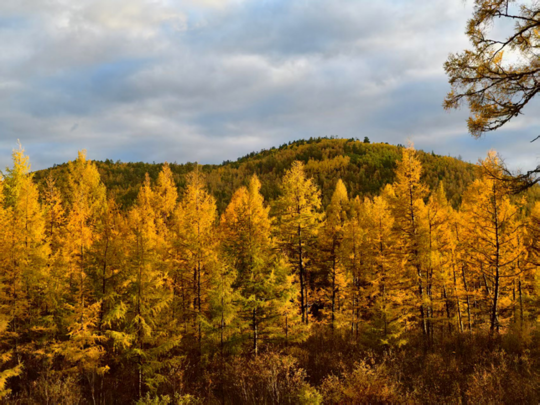 瑞幸新品带草原风味，早八人也能假装在内蒙古喝咖啡