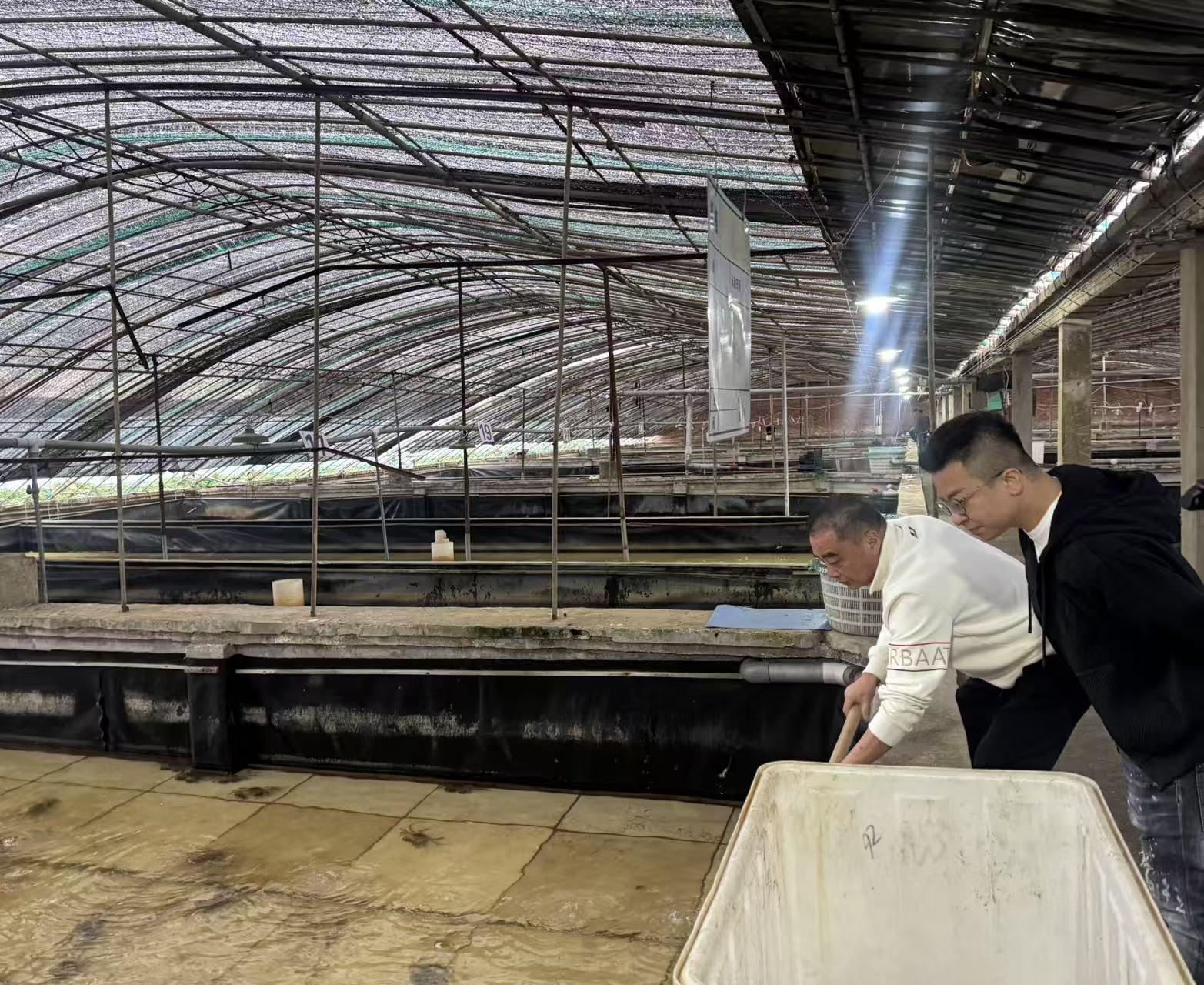 江苏如东蟹农携手台湾主播：共筑两岸河蟹产业新未来