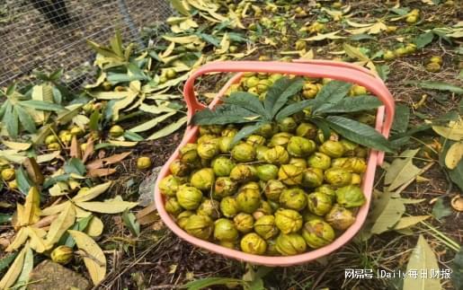 浙江稠州商业银行：以金融创新激活山核桃产业共富链