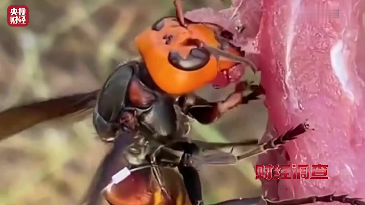 央视曝光：红娘虎头蜂滥养现象，暴利背后隐藏生态与安全双重危机