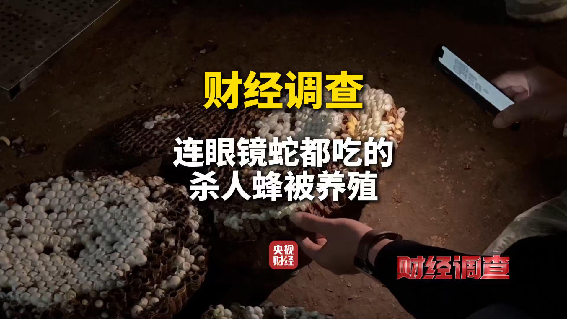 财经调查：6666元包教包会！揭秘“杀人蜂”养殖灰色产业链