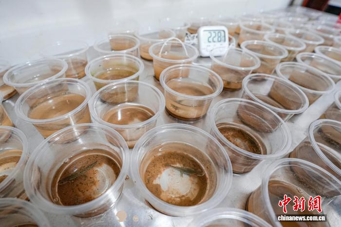 繁育中的中国小鲵