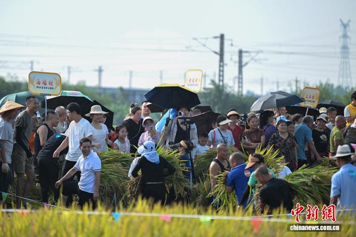 眉山永丰村割稻谷比赛现场