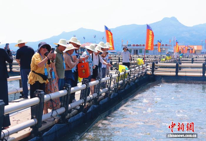 宁德大黄鱼产业崛起：产量占全国八成，产值超200亿的奥秘