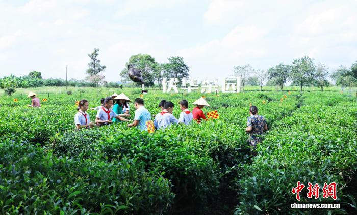 广西伏虎华侨农场：南洋风情与茶产业融合的侨乡新典范