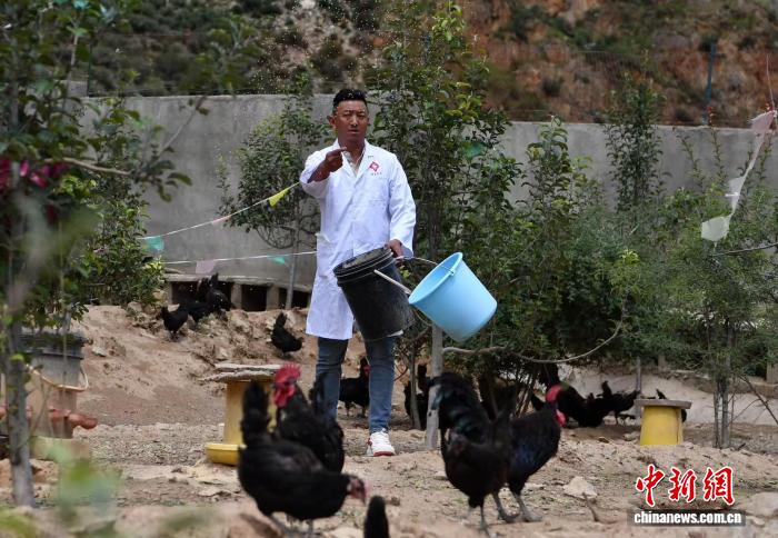扎西然登喂养藏香鸡