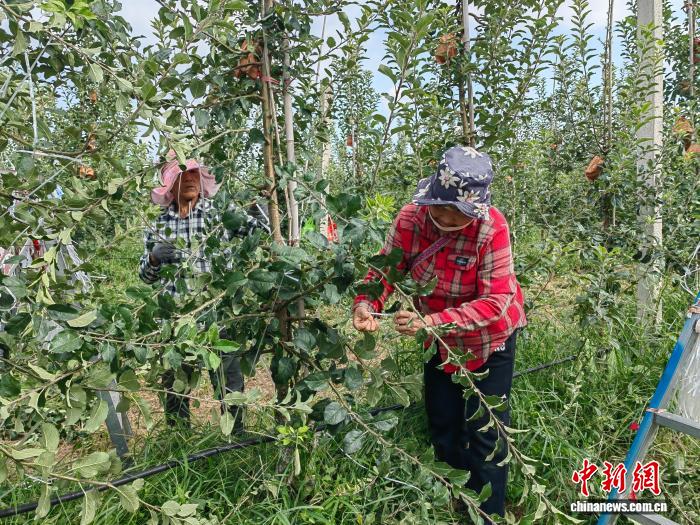 陕西礼泉：农文旅融合绘就全域旅游新画卷