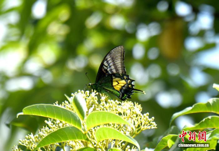 广东频现‘国蝶’金斑喙凤蝶 生物多样性保护成效显著