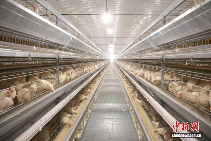 湖南永州冷水滩：蛋鸡住进智能别墅，产业升级助力增收