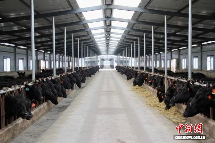 全链发力促升级 宁夏泾源肉牛“犇”出富民路