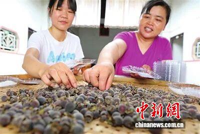 （乡村行·看振兴）广东河源竹塘村：桃金娘成“致富果”