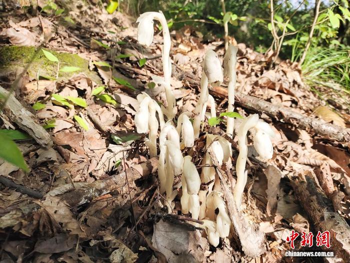 湖北竹山天堂林场首次发现国家近危级水晶兰