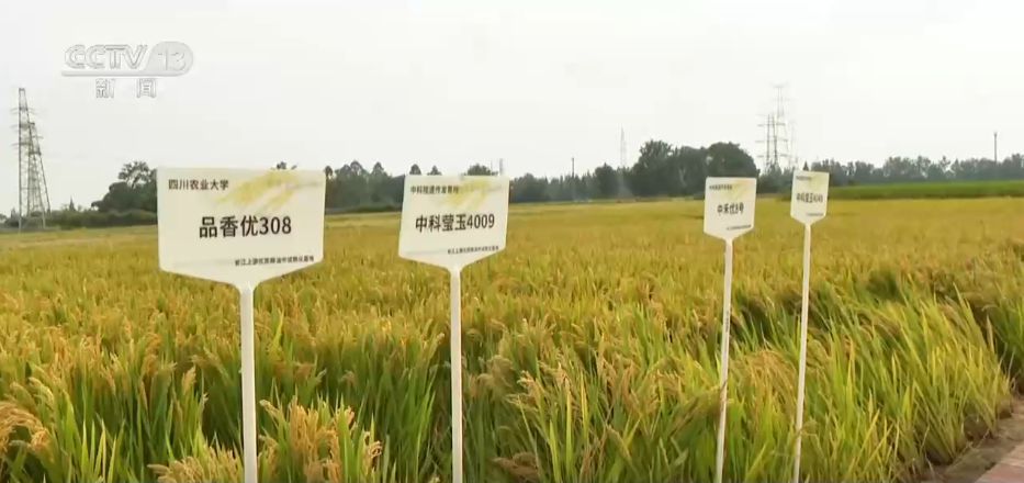 黑龙江鲜食玉米秸秆转化
