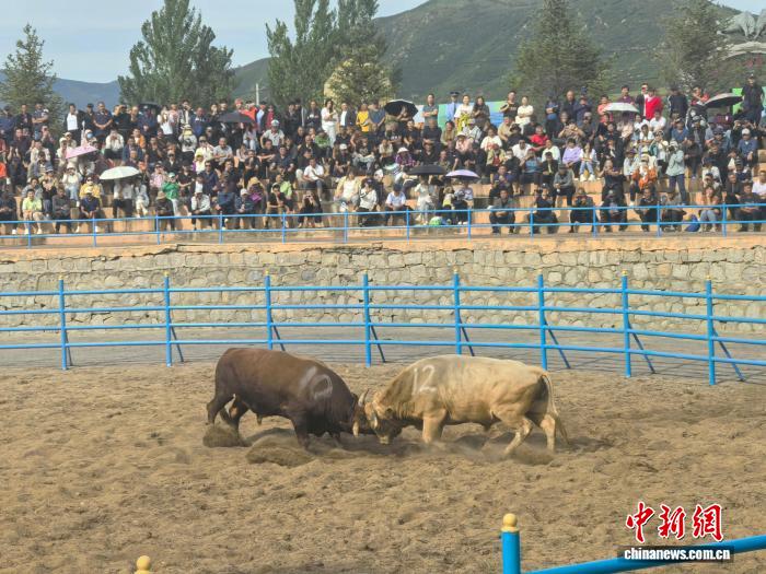 第十三届图们江斗牛节盛大开幕 1100公斤黄牛夺魁