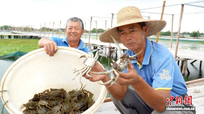 （乡村行·看振兴）浙江湖州：秋风起蟹脚痒 太湖蟹绘就生态致富新画卷