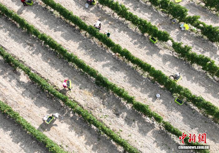 宁夏银川葡萄采摘赛：以赛促产培育葡萄酒产业风土匠人