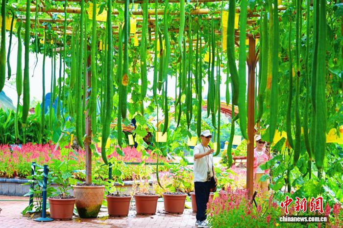 南宁青秀山丰收节启幕：农耕文化与秋日盛宴的完美融合