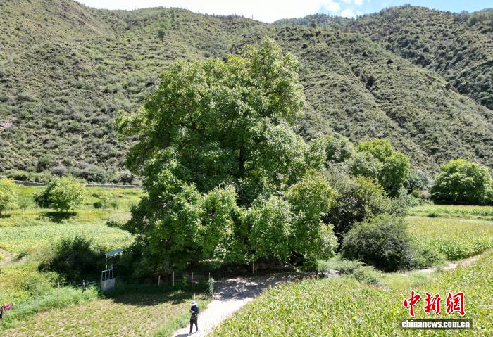 四川乡城千年核桃树全景