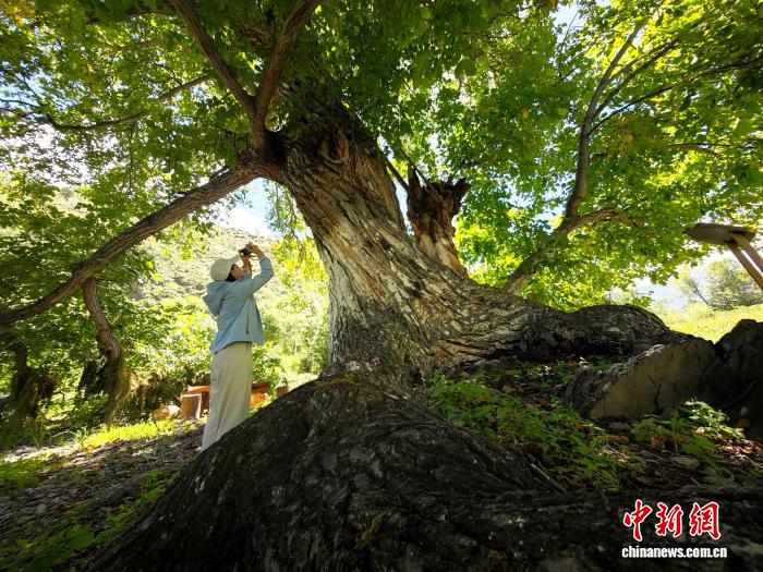 四川乡城：千年古树守护生态与乡愁的和谐画卷