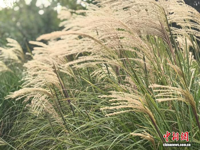 观赏草抽出丝丝细缕在微风中轻轻摆动
