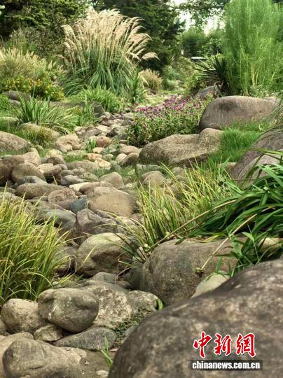 上海辰山植物园：秋日观赏草绘就绚丽画卷