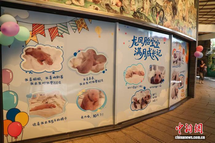上海野生动物园龙凤胎大熊猫宝宝满月 体重均为1300克左右