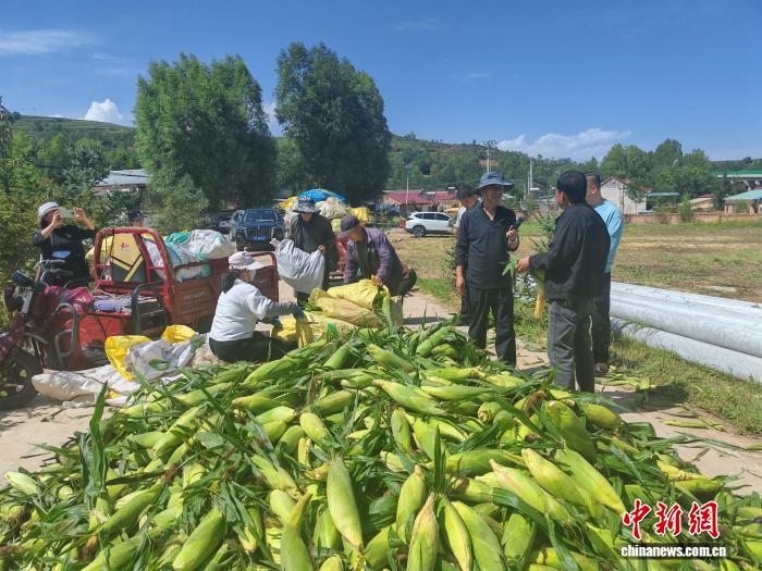 宁夏泾源金秋丰收：青贮玉米、红薯丰收，乡村振兴成果显著