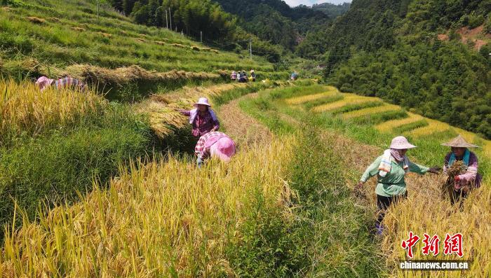 福建华安坪水畲寨：百亩梯田金浪翻涌 丰收季绘就乡村振兴新景