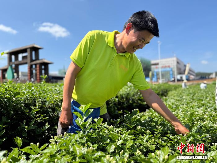 雷少学采摘茉莉花