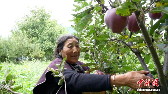米林市岗嘎村村民白玛在摘自家种的苹果