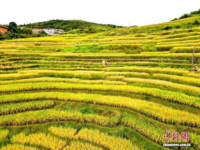 福建永定金秋丰收：高山梯田绘就田园画卷