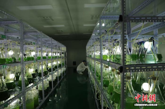 阿尔格微藻培育车间