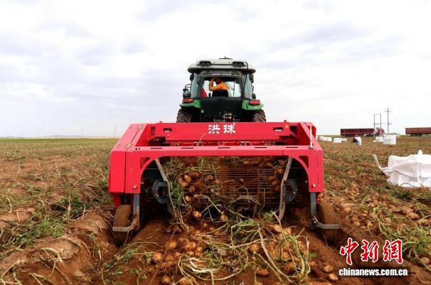 中国薯都乌兰察布：小土豆撬动大产业，科技引领新发展