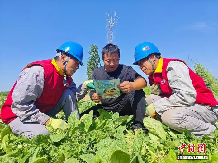 （乡村行·看振兴）山西临汾：电力脉动黄土地 乡村振兴药香浓