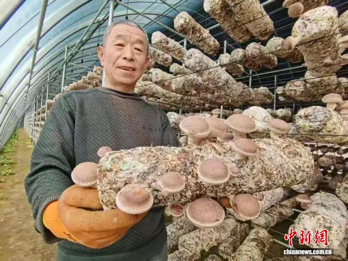 上南山村菌菇种植大棚