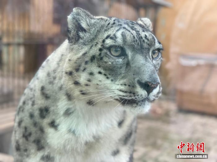 西宁野生动物园一雪豹逃匿 搜寻工作仍在进行中
