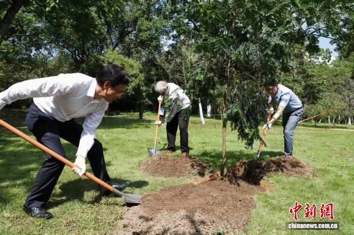 嘉宾们共同培土种植红杉树。李英洁 摄