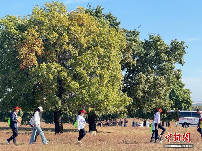游客在疏林草原上漫步