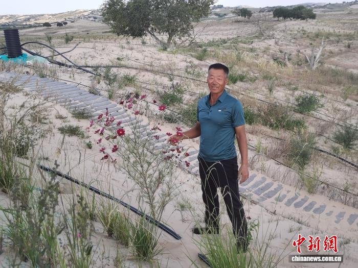 探访浑善达克、科尔沁沙地的秋日绿色