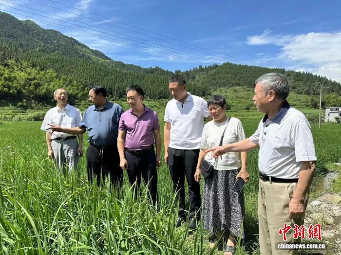 永兴县银发人才工作站老技术专家走进田间指导富硒稻种植。永兴县委组织部供图