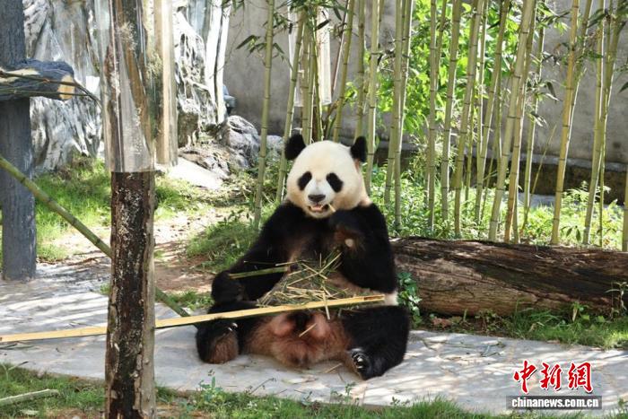 入驻蜀南竹海景区的大熊猫