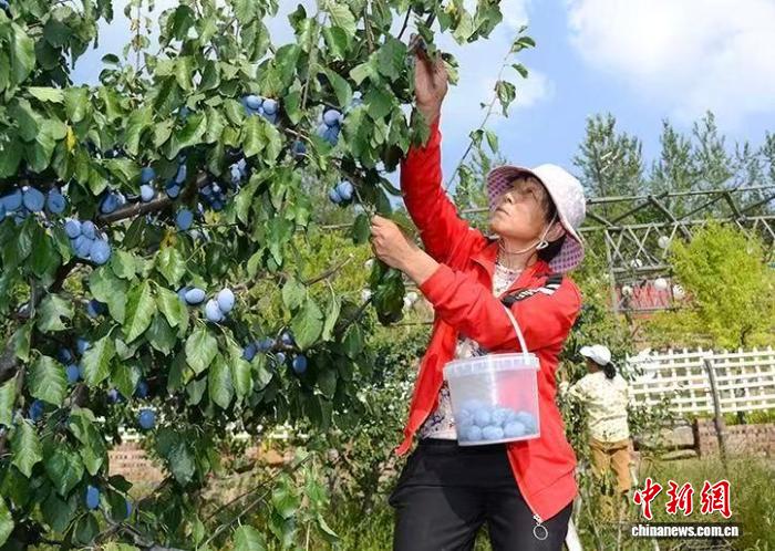 山西上党桥沟村西梅丰收