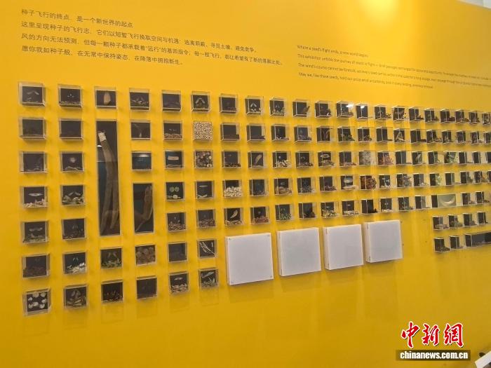 种子墙展示122种风传种子
