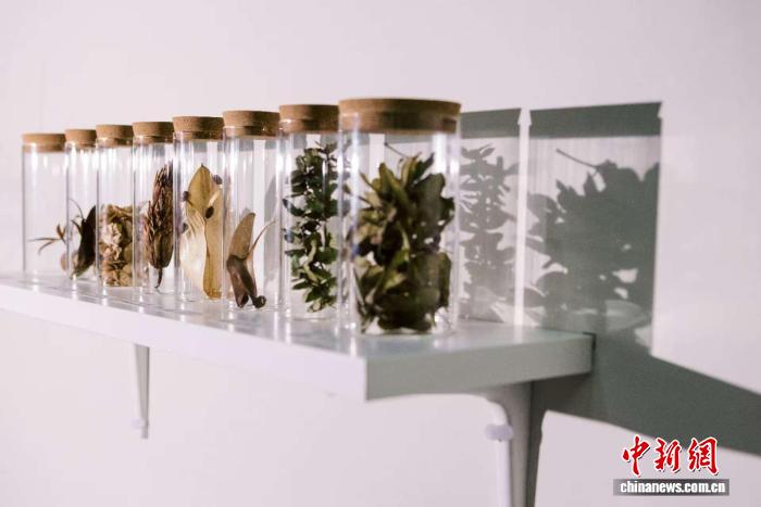 上海辰山植物园种子展艺术装置