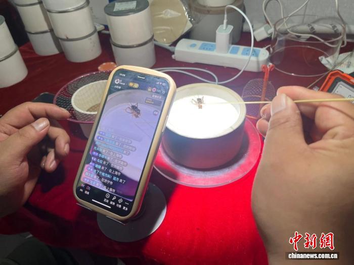 宁阳蟋蟀直播现场