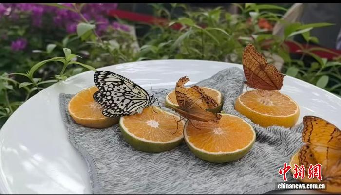 蝴蝶停在橙子块上觅食