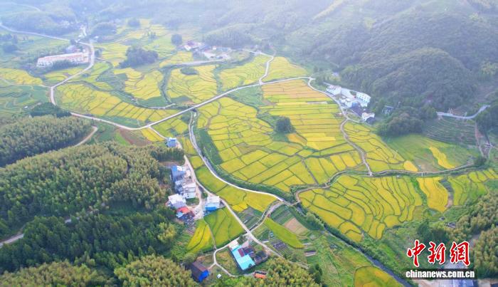 柘荣县稻田航拍图