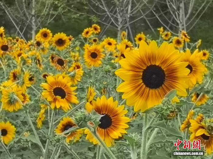 上海世博花艺生活节：花海艺术与烟火市集的秋日盛宴